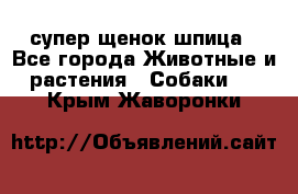 супер щенок шпица - Все города Животные и растения » Собаки   . Крым,Жаворонки